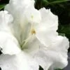 Gumpo White Dwarf Azalea - 1 Gallon Pot -Garden Plant Seeds Azalea White Gumpo 500x750 1