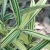 Albostriata Variegated Bamboo (Sam Bamboo) - Sasaella Masamuneana Albostriata - 1 Gallon Pot -Garden Plant Seeds Bamboo Albostriata 10