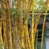 Alphonse Karr Golden Bamboo (Bambusa Multiplex) - 2 Gallon Pot -Garden Plant Seeds Bamboo Alphonse Karr 1