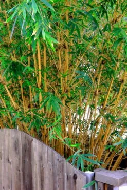 Alphonse Karr Golden Bamboo (Bambusa Multiplex) - 2 Gallon Pot 18 Alphonse Karr Golden Bamboo (Bambusa Multiplex) - 2 Gallon Pot -Garden Plant Seeds Bamboo Alphonse Karr 3