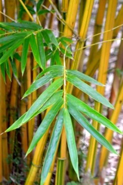Alphonse Karr Golden Bamboo (Bambusa Multiplex) - 2 Gallon Pot 16 Alphonse Karr Golden Bamboo (Bambusa Multiplex) - 2 Gallon Pot -Garden Plant Seeds Bamboo Alphonse Karr 5