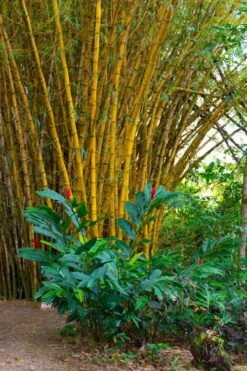Alphonse Karr Golden Bamboo (Bambusa Multiplex) - 2 Gallon Pot 19 Alphonse Karr Golden Bamboo (Bambusa Multiplex) - 2 Gallon Pot -Garden Plant Seeds Bamboo Alphonse Karr 6