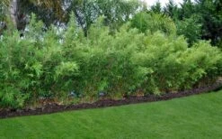 Alphonse Karr Golden Bamboo (Bambusa Multiplex) - 2 Gallon Pot 15 Alphonse Karr Golden Bamboo (Bambusa Multiplex) - 2 Gallon Pot -Garden Plant Seeds Bamboo Alphonse Karr 8