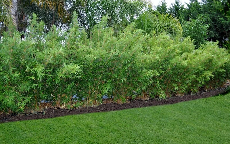 Alphonse Karr Golden Bamboo (Bambusa Multiplex) - 2 Gallon Pot 7 Alphonse Karr Golden Bamboo (Bambusa Multiplex) - 2 Gallon Pot - Image 5