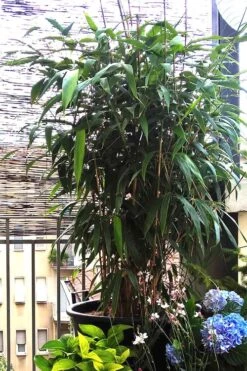 Arrow Bamboo (Pseudosasa Japonica) - 3 Gallon Pot (4-6'+) -Garden Plant Seeds Bamboo Arrow 3