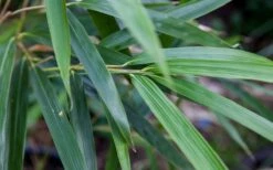 Arrow Bamboo (Pseudosasa Japonica) - 3 Gallon Pot (4-6'+) -Garden Plant Seeds Bamboo Arrow 4