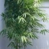 Arrow Bamboo (Pseudosasa Japonica) - 3 Gallon Pot (4-6'+) 1 Arrow Bamboo (Pseudosasa Japonica) - 3 Gallon Pot (4-6'+) -Garden Plant Seeds Bamboo Arrow 500x750 1