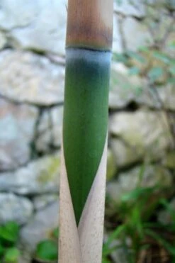 Arrow Bamboo (Pseudosasa Japonica) - 3 Gallon Pot (4-6'+) -Garden Plant Seeds Bamboo Arrow 6