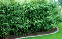 Arrow Bamboo (Pseudosasa Japonica) - 3 Gallon Pot (4-6'+) -Garden Plant Seeds Bamboo Arrow Hedge