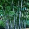 Baby Blue Bamboo - Bambusa Chungii 'Barbelatta' - 2 Gallon Pot 2 Baby Blue Bamboo - Bambusa Chungii 'Barbelatta' - 2 Gallon Pot -Garden Plant Seeds Bamboo Barbelatta 12