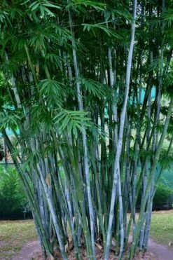 Baby Blue Bamboo - Bambusa Chungii 'Barbelatta' - 2 Gallon Pot