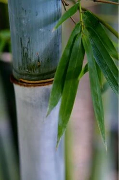 Baby Blue Bamboo - Bambusa Chungii 'Barbelatta' - 2 Gallon Pot -Garden Plant Seeds Bamboo Barbelatta 14
