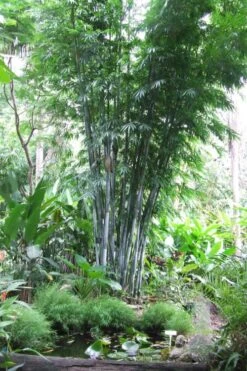 Baby Blue Bamboo - Bambusa Chungii 'Barbelatta' - 2 Gallon Pot -Garden Plant Seeds Bamboo Barbelatta 15
