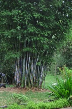 Baby Blue Bamboo - Bambusa Chungii 'Barbelatta' - 2 Gallon Pot -Garden Plant Seeds Bamboo Barbelatta 16