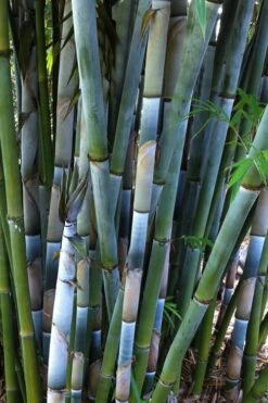 Baby Blue Bamboo - Bambusa Chungii 'Barbelatta' - 2 Gallon Pot -Garden Plant Seeds Bamboo Barbelatta 3