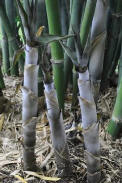 Baby Blue Bamboo - Bambusa Chungii 'Barbelatta' - 2 Gallon Pot -Garden Plant Seeds Bamboo Barbelatta 4