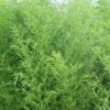 Bisset Bamboo (Phyllostachys Bissetii) - 3 Gallon Pot (4-6') 1 Bisset Bamboo (Phyllostachys Bissetii) - 3 Gallon Pot (4-6') -Garden Plant Seeds Bamboo Bisettii 1 1