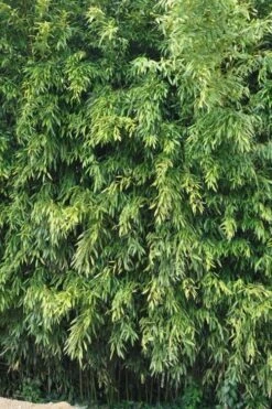 Bisset Bamboo (Phyllostachys Bissetii) - 3 Gallon Pot (4-6') -Garden Plant Seeds Bamboo Bisettii 2 1