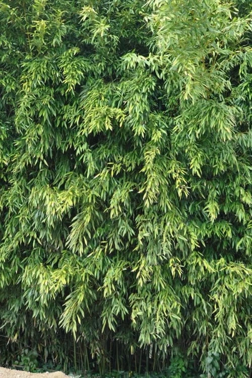 Bisset Bamboo (Phyllostachys Bissetii) - 3 Gallon Pot (2-4') 9 Bisset Bamboo (Phyllostachys Bissetii) - 3 Gallon Pot (2-4') - Image 7