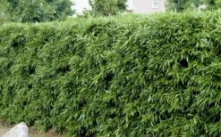 Bisset Bamboo (Phyllostachys Bissetii) - 3 Gallon Pot (2-4') 14 Bisset Bamboo (Phyllostachys Bissetii) - 3 Gallon Pot (2-4') -Garden Plant Seeds Bamboo Bisettii 4