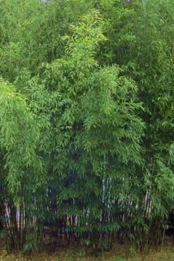 Bisset Bamboo (Phyllostachys Bissetii) - 3 Gallon Pot (2-4') 17 Bisset Bamboo (Phyllostachys Bissetii) - 3 Gallon Pot (2-4') -Garden Plant Seeds Bamboo Bisettii 5
