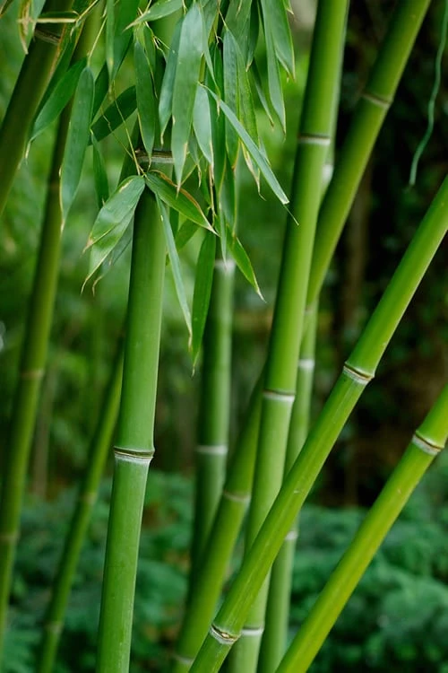 Bisset Bamboo (Phyllostachys Bissetii) - 3 Gallon Pot (2-4') 8 Bisset Bamboo (Phyllostachys Bissetii) - 3 Gallon Pot (2-4') - Image 6