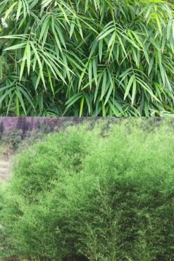 Bisset Bamboo (Phyllostachys Bissetii) - 3 Gallon Pot (4-6') -Garden Plant Seeds Bamboo Bissets 500x750 2
