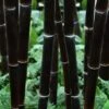 Black Bamboo - Phyllostachys Nigra - 3 Gallon Pot (Single Cane: 2-4') -Garden Plant Seeds Bamboo Black 102 2