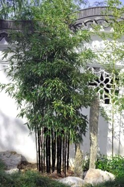 Black Bamboo - Phyllostachys Nigra - 3 Gallon Pot (Multi-Cane: 2 To 4' Tall) 15 Black Bamboo - Phyllostachys Nigra - 3 Gallon Pot (Multi-Cane: 2 To 4' Tall) -Garden Plant Seeds Bamboo Black 51 1