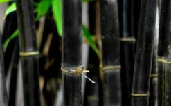 Black Bamboo - Phyllostachys Nigra - 3 Gallon Pot (Multi-Cane: 2 To 4' Tall) 19 Black Bamboo - Phyllostachys Nigra - 3 Gallon Pot (Multi-Cane: 2 To 4' Tall) -Garden Plant Seeds Bamboo Black 53 1