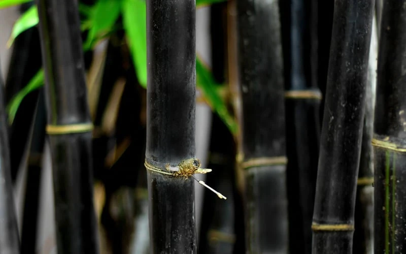Black Bamboo - Phyllostachys Nigra - 3 Gallon Pot (Single Cane: 2-4') 11 Black Bamboo - Phyllostachys Nigra - 3 Gallon Pot (Single Cane: 2-4') - Image 9