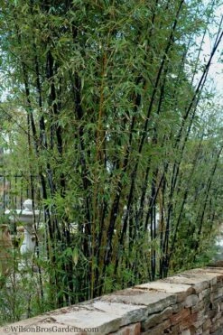 Black Bamboo - Phyllostachys Nigra - 3 Gallon Pot (Single Cane: 2-4') 17 Black Bamboo - Phyllostachys Nigra - 3 Gallon Pot (Single Cane: 2-4') -Garden Plant Seeds Bamboo Black 55 2