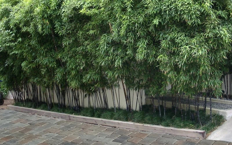 Black Bamboo - Phyllostachys Nigra - 3 Gallon Pot (Single Cane: 2-4') 8 Black Bamboo - Phyllostachys Nigra - 3 Gallon Pot (Single Cane: 2-4') - Image 6