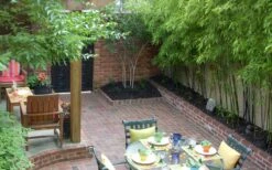 Black Bamboo - Phyllostachys Nigra - 3 Gallon Pot (Single Cane: 2-4') 18 Black Bamboo - Phyllostachys Nigra - 3 Gallon Pot (Single Cane: 2-4') -Garden Plant Seeds Bamboo Black 58 2