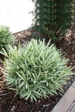 Dwarf White Stripe Bamboo - Pleioblastus Fortunei - 1 Gallon Pot -Garden Plant Seeds Bamboo Dwarf White Stripe 1