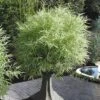 Dwarf White Stripe Bamboo - Pleioblastus Fortunei - 1 Gallon Pot 2 Dwarf White Stripe Bamboo - Pleioblastus Fortunei - 1 Gallon Pot -Garden Plant Seeds Bamboo Dwarf White Stripe 4