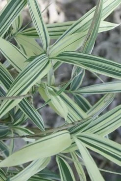 Dwarf White Stripe Bamboo - Pleioblastus Fortunei - 1 Gallon Pot -Garden Plant Seeds Bamboo Dwarf White Stripe 7