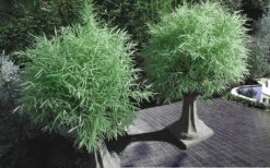 Dwarf White Stripe Bamboo - Pleioblastus Fortunei - 1 Gallon Pot -Garden Plant Seeds Bamboo Dwarf White Stripe 8