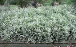 Dwarf White Stripe Bamboo - Pleioblastus Fortunei - 1 Gallon Pot -Garden Plant Seeds Bamboo Dwarf White Stripe 9