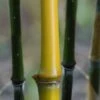 Elegant Bamboo - Phyllostachys Elegans - 3 Gallon Pot -Garden Plant Seeds Bamboo Elegant 4