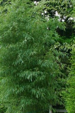 Elegant Bamboo - Phyllostachys Elegans - 3 Gallon Pot 10 Elegant Bamboo - Phyllostachys Elegans - 3 Gallon Pot -Garden Plant Seeds Bamboo Elegant 5