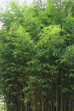 Flavescens Inversa Bamboo (Phyllostachys Aurea) - 3 Gallon Pot (4-6') -Garden Plant Seeds Bamboo Flavescens Inversa 1