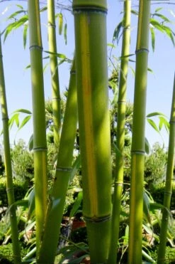 Flavescens Inversa Bamboo (Phyllostachys Aurea) - 3 Gallon Pot (2-4') 15 Flavescens Inversa Bamboo (Phyllostachys Aurea) - 3 Gallon Pot (2-4') -Garden Plant Seeds Bamboo Flavescens Inversa 11