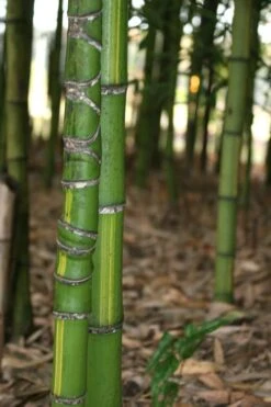 Flavescens Inversa Bamboo (Phyllostachys Aurea) - 3 Gallon Pot (4-6') -Garden Plant Seeds Bamboo Flavescens Inversa 13 1
