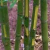 Flavescens Inversa Bamboo (Phyllostachys Aurea) - 3 Gallon Pot (4-6') 1 Flavescens Inversa Bamboo (Phyllostachys Aurea) - 3 Gallon Pot (4-6') -Garden Plant Seeds Bamboo Flavescens Inversa 14 1
