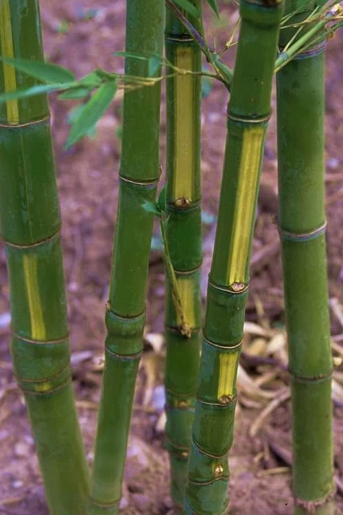 Flavescens Inversa Bamboo (Phyllostachys Aurea) - 3 Gallon Pot (2-4') 3 Flavescens Inversa Bamboo (Phyllostachys Aurea) - 3 Gallon Pot (2-4')