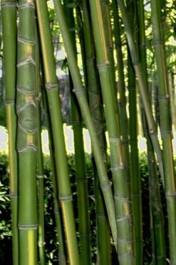 Flavescens Inversa Bamboo (Phyllostachys Aurea) - 3 Gallon Pot (2-4') 17 Flavescens Inversa Bamboo (Phyllostachys Aurea) - 3 Gallon Pot (2-4') -Garden Plant Seeds Bamboo Flavescens Inversa Rev 500x750 1