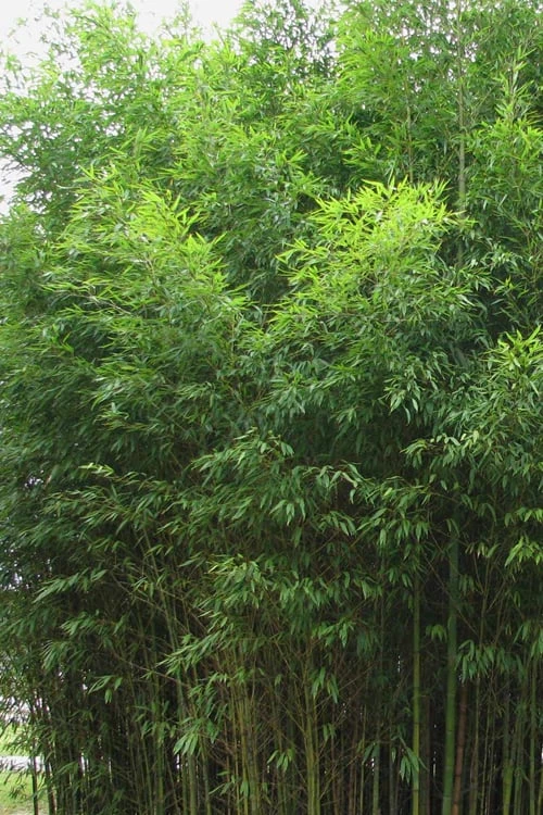 Flavescens Inversa Bamboo (Phyllostachys Aurea) - 3 Gallon Pot (2-4') 6 Flavescens Inversa Bamboo (Phyllostachys Aurea) - 3 Gallon Pot (2-4') - Image 4