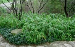 Giant Leaf Bamboo - Indocalamus Tessellatus - 3 Gallon Pot 14 Giant Leaf Bamboo - Indocalamus Tessellatus - 3 Gallon Pot -Garden Plant Seeds Bamboo Giant Leaf 53