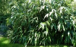 Giant Leaf Bamboo - Indocalamus Tessellatus - 3 Gallon Pot 13 Giant Leaf Bamboo - Indocalamus Tessellatus - 3 Gallon Pot -Garden Plant Seeds Bamboo Giant Leaf 54